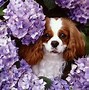 Image result for Purple Doge