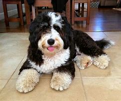 Image result for Large Bernedoodle