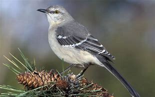 Image result for Look a Mockingbird Meme