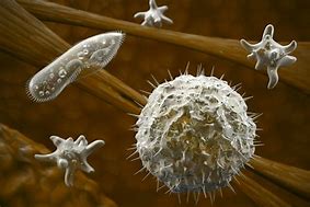 Image result for Protozoan