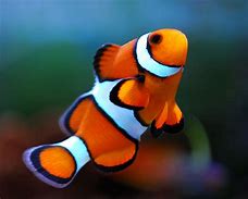 Image result for Clownfish Eyes