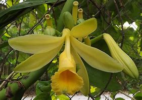 Image result for Vanilla Orchid Flower