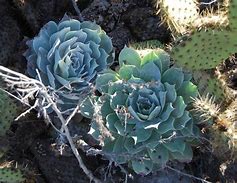 Image result for Dudleya Pulverulenta