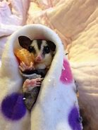 Image result for Adorable Sugar Glider