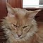 Image result for Maine Coon Cat