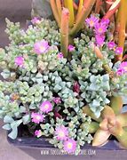 Image result for Rare Pink Succulent