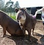 Image result for Wild Tapir