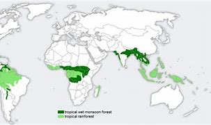 Image result for Jungle around the World