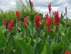 Image result for Red Leaf Canna Lily