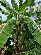 Image result for Banana Palm Tree Fruit