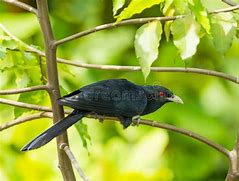 Image result for Koel JPEG