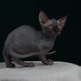 Image result for Sphynx Kitty