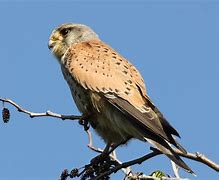 Image result for Kestrel