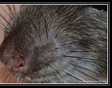 Image result for Rat Nose Shapes