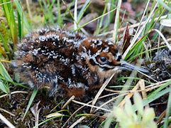 Image result for Alaska Ground Nesting Birds