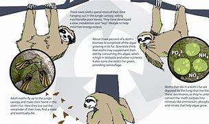 Image result for Sloth Moth