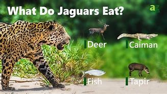 Image result for african jaguar diet