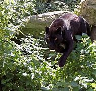 Image result for Black Panther Jumping through American Flag