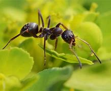 Image result for Ant Face Picture White Backround