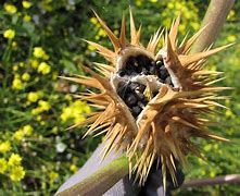 Image result for Most Dangerous Plant in the World