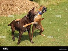 Image result for Dogs Play Fighting