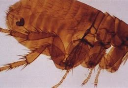 Image result for Chigoe Flea