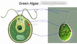 Image result for Red Algae Labelled Diagram