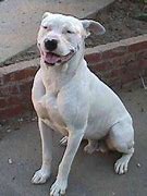 Image result for Guatemalan Dogo