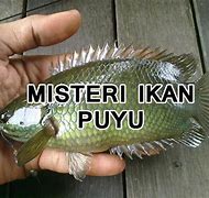 Image result for Ikan Puyu Pink