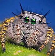 Image result for Bugs and Spiders