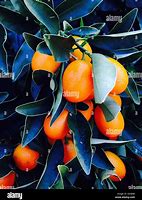 Image result for Kumquat Tree Flashcard