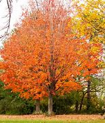 Image result for Shantung Maple Tree