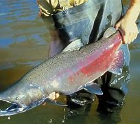 Image result for Adult Chinook Salmon