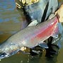 Image result for Adult Chinook Salmon