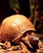 Image result for Pet Three Toed Box Turtle