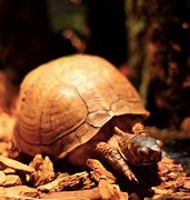 Image result for Three Toed Box Turtle Growth Chart