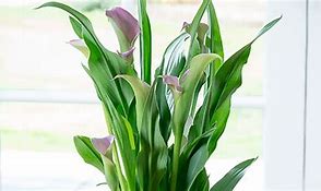 Image result for Calla Lily Flower Care