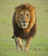 Image result for Alpha Lion Griffey