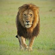 Image result for Alpha Male Lion