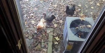 Image result for Neurologic Chickens