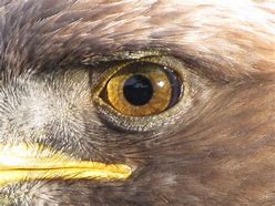 Image result for Eagle Perspective