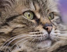 Image result for Sick Cat with Feline Leukemia