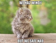 Image result for Windy Chicken Meme