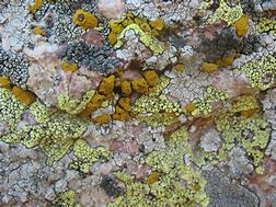 Image result for Fungus Texture