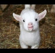 Image result for Funny Baby Goats