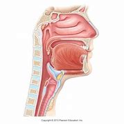 Image result for Parts of Oral Cavity