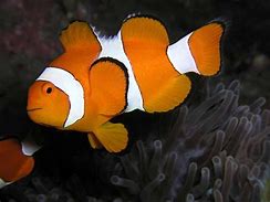 Image result for Clownfish Eyes