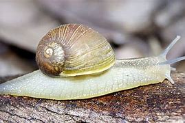 Image result for Green Snail