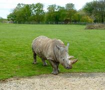 Image result for Whipsnade Zoo Animals List