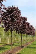 Image result for Maple Trees Variety